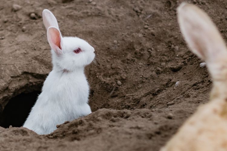 Apie tavo pamatus keičiantį triušį, kurio vardo minėti negalima