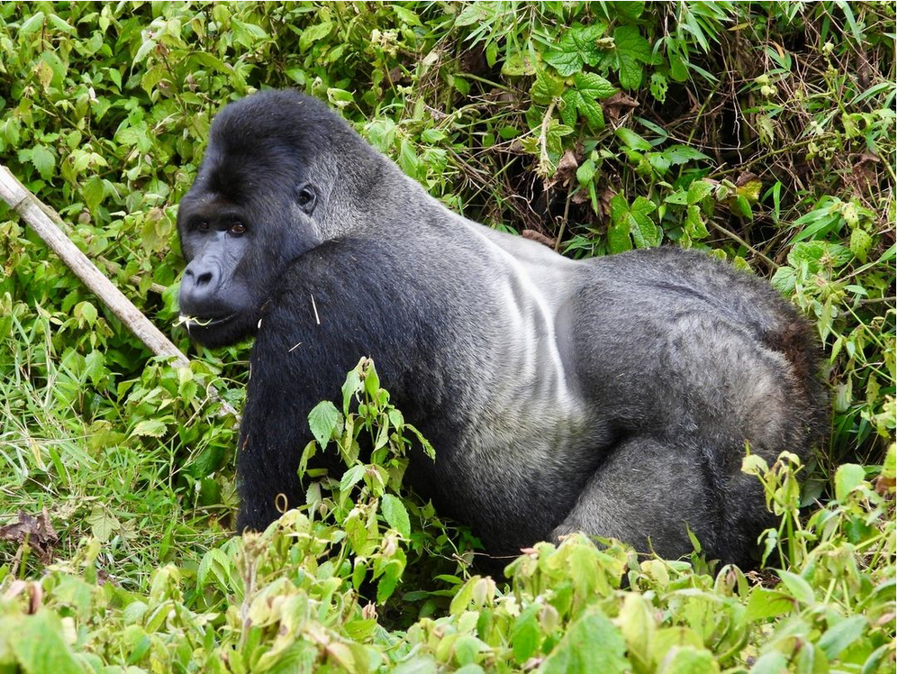 Savaitgalis kriptoje: Bitkoino "kasimas" gelbėja parką ir gorilas, BTC patikrino ir USD 21K, pavojingos  "Google" nuorodos ir "FTX US" eksvadovo prisipažinimai